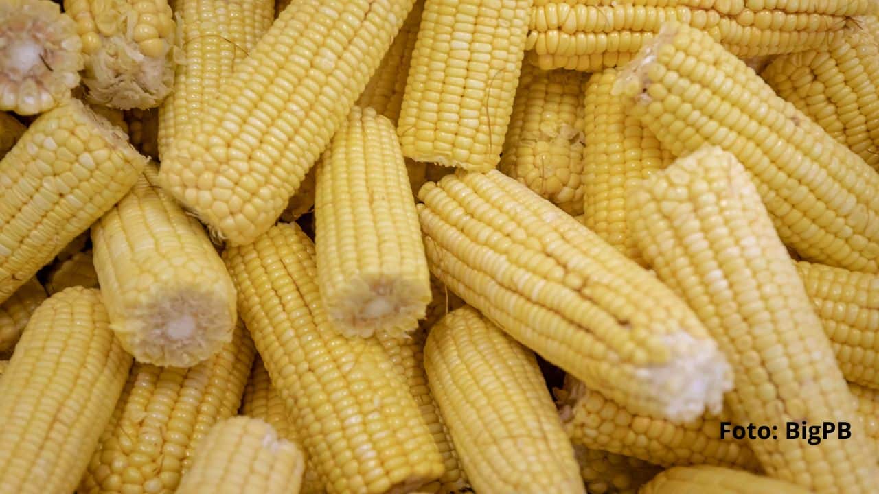Procon-JP encontra variação de 50% no preço da mão de milho e produto chega a custar R$ 60