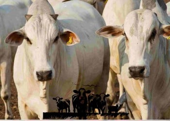 Governador abre 55ª Expapi em Campina Grande neste domingo e evento deve reunir 200 mil pessoas