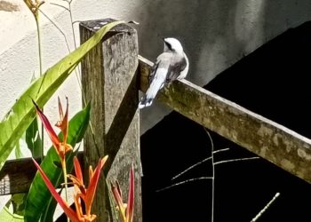 Parque Arruda Câmara abre ao público no feriado do Dia da Independência do Brasil